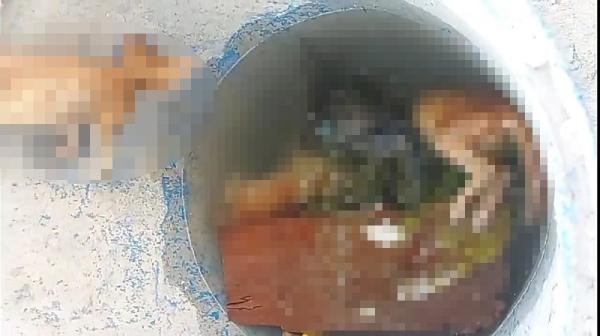 Bursa'da, su dolu varilde 4 kedi ölüsü bulundu